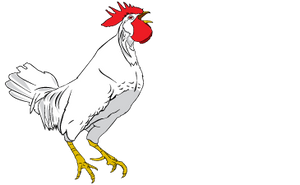 Innovative Grade US Origin Chicken Reproductive Tract