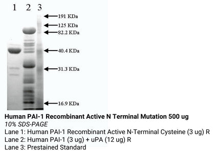 *Human Pai 1 Recombinant Active N Terminal Mutation