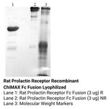 *Rat Prolactin Receptor Recombinant ChiMAX Fc Fusion Lyophilized