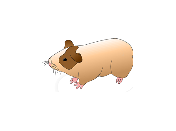 Ha White Transparent, The Hamster Who Has Spent A Lifetime With Nut Has His  Back To The Audience, Pet, Animal, Hamster PNG Image For Free Download